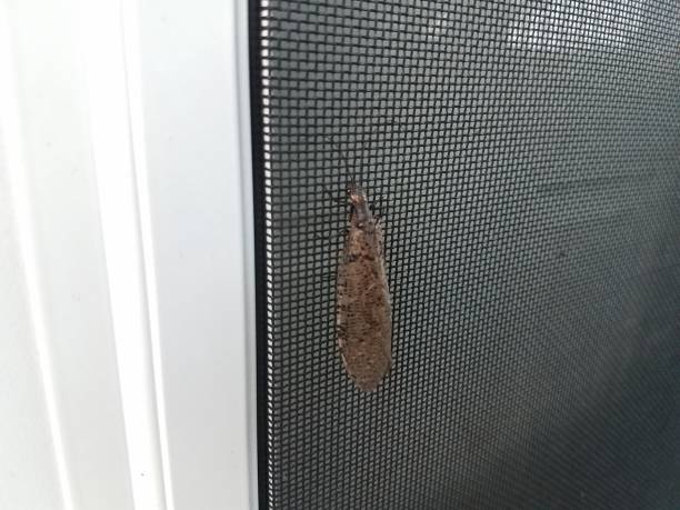 istock brown insect with wings on screen door 1172556663