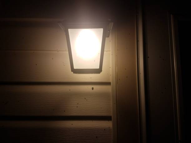 many flying insects on white house siding near outside light
