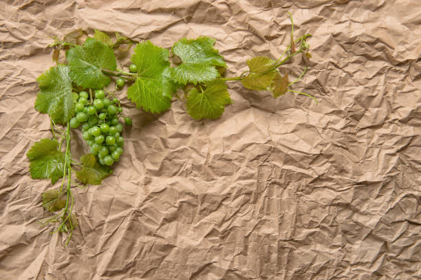 Vine leaves floral border recycled paper background