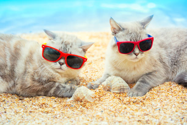 istock Two cats wearing sunglasses relaxing on the beach 1172557297