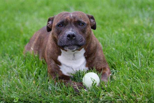 istock Staffordshire terrier with a ball in the grass 1172557519