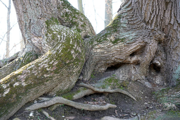 istock Well maintained park for recreation for all open in Germany 1172558318