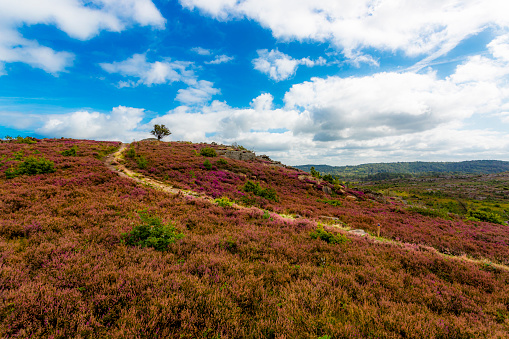 Heather moor with a path up to a tree against dramatic cloud sky and a heather meadow field in foreground