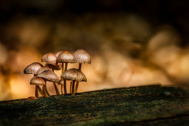 Mushroom family Mushroom familyin magic light mycology photos stock pictures, royalty-free photos & images