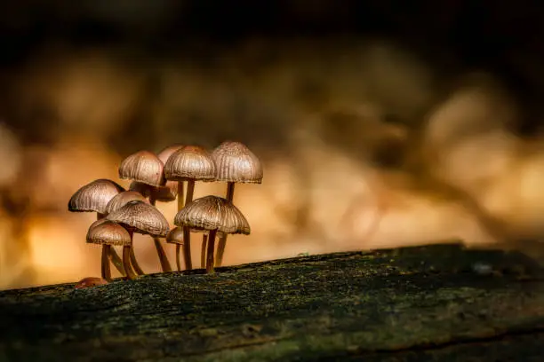 Mushroom familyin magic light