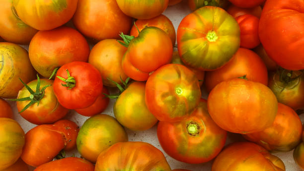 istock freshly picked tomatoes from the garden 1172559774
