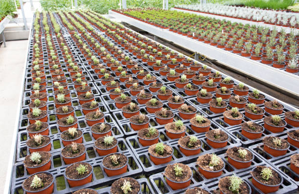 istock Plants in greenhouse 1172560395