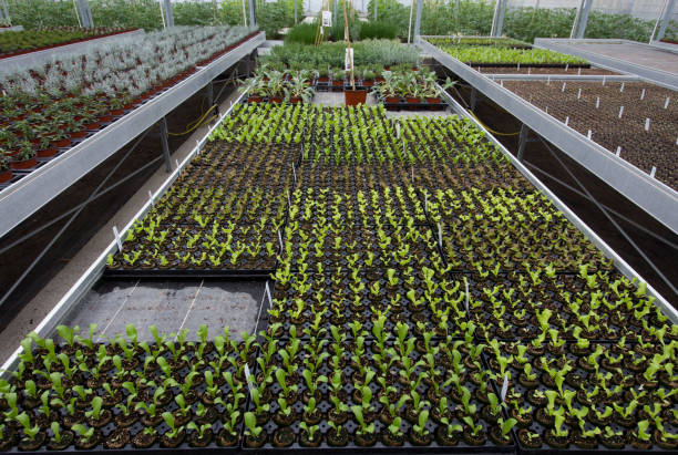 istock Plants in greenhouse 1172560451