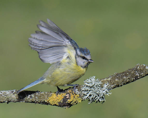 istock Nuthatch, Great Tit, Goldfinch and Blue Tit in flight and perching 1172561805
