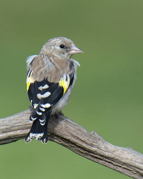istock Nuthatch, Great Tit, Goldfinch and Blue Tit in flight and perching 1172563325