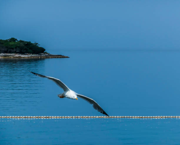A seagull flying directly above the sea's surface. The bird has its wings wide open, it looks as if the wings were touching the water. The seagull looks as it was hunting. Calm surface of the sea.