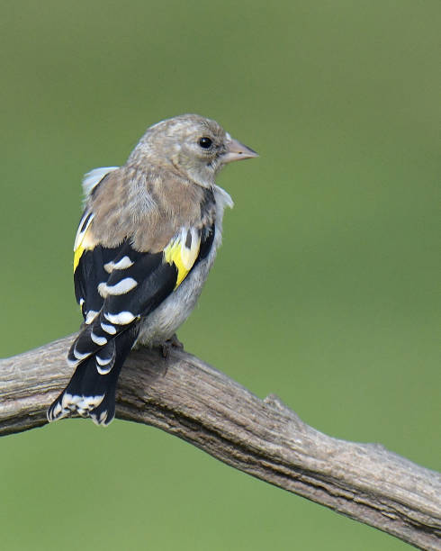 istock Nuthatch, Great Tit, Goldfinch and Blue Tit in flight and perching 1172563682