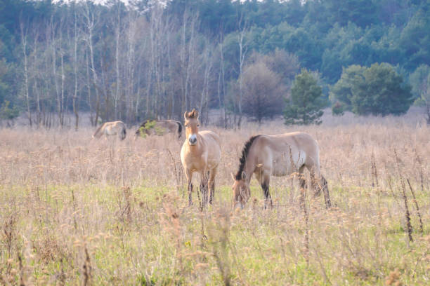A herd of Equus Przewalski (wild horse), one of the rarest species on our planet, grazing in the meadow. This species inhabit on Chernobyl Exclusion zone. Wild animals in natural habitat.