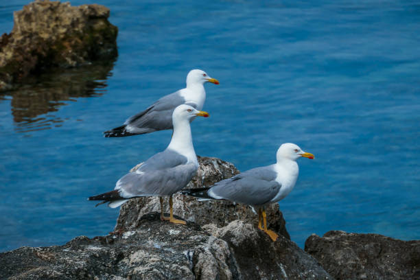 istock Vrsar - a flock of seagulls sitting on the rocks 1172563714