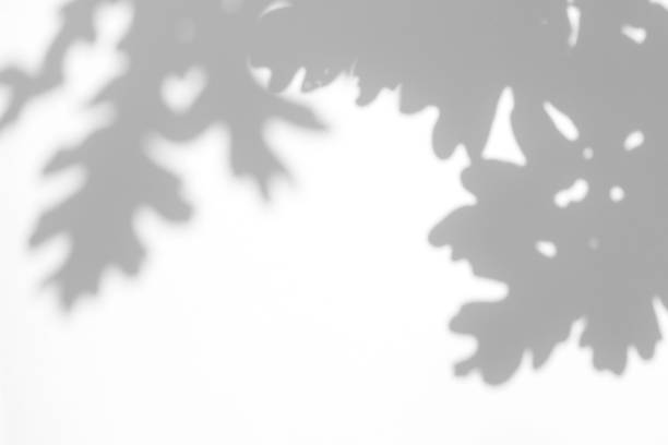 istock gray shadow of the leaves on a white wall 1172563975