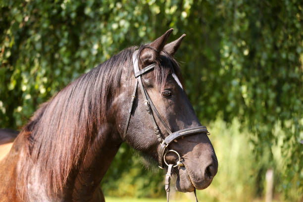 istock Young purebred horse relaxing in the shadow 1172564829