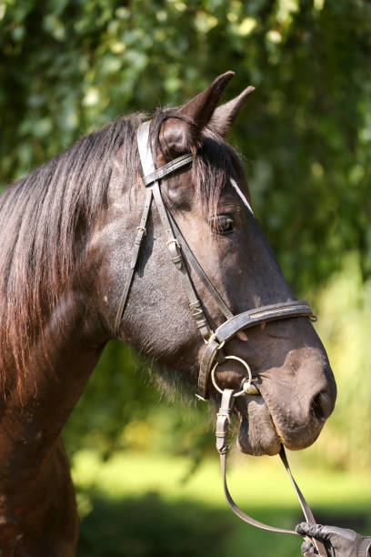 istock Young purebred horse relaxing in the shadow 1172564831