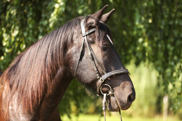 istock Young purebred horse relaxing in the shadow 1172564832
