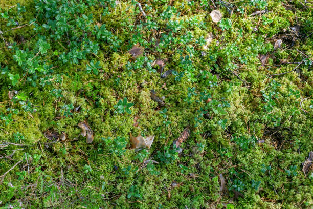 istock Cowberry bushes in the forest 1172566259
