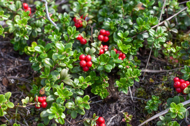 istock Cowberry bushes in the forest 1172566261