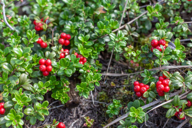 istock Cowberry bushes in the forest 1172566277