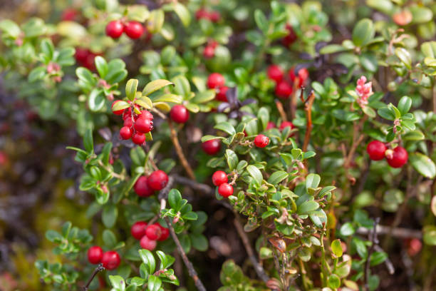 istock Cowberry bushes in the forest 1172566298