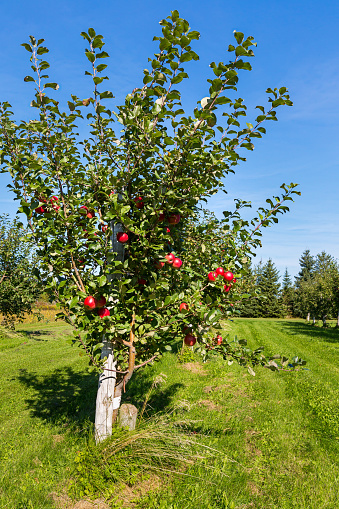 Honeycrisp apple trees in a farm orchard.