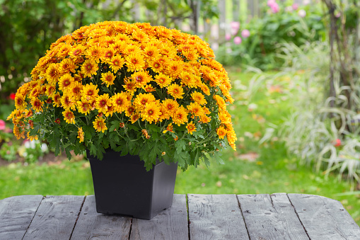 A fall potted chrysanthemum in a back yard garden.