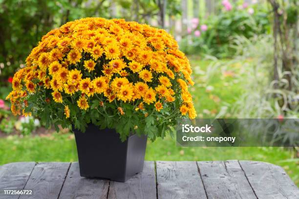 Fall Chrysanthemum Stock Photo - Download Image Now - Chrysanthemum, Flower, Flower Pot