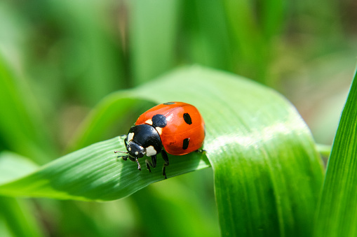 Red Ladybug on green grass and green  background