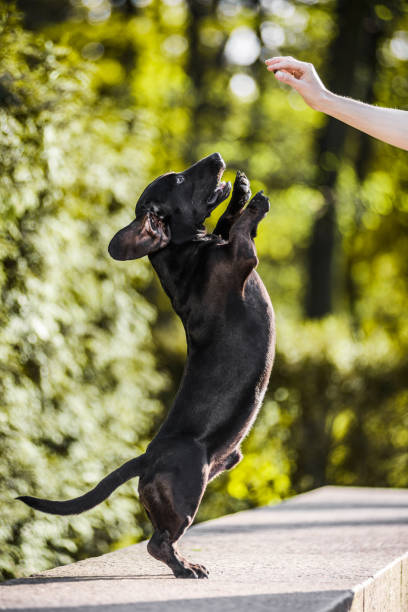 istock dachshund standing on hind legs asking for treats 1172568403