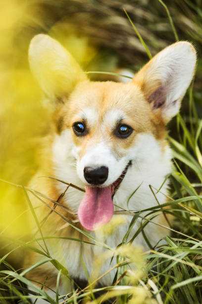 istock Funny face Welsh Corgi Pembroke sitting in grass 1172568438