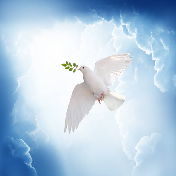 istock A free white dove holding green leaf branch flying in the sky. 1172575209