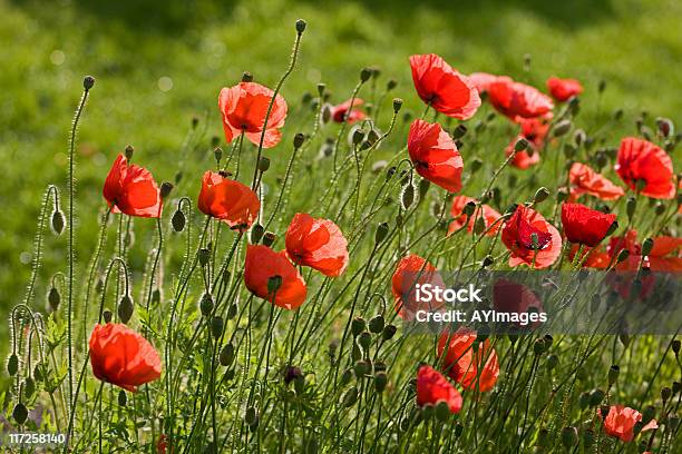 Amapola Silvestre Papaver Rhoeas Foto de stock y más banco de imágenes de Aire libre - Aire libre, Amapola - Planta, Amapola silvestre