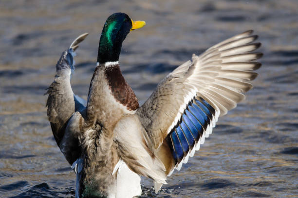 istock Mallard Duck Stretching Its Wings While Resting on the Water 1172581821