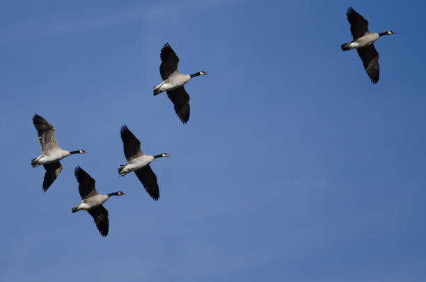 istock Flock of Canada Geese Flying in a Blue Sky 1172581833