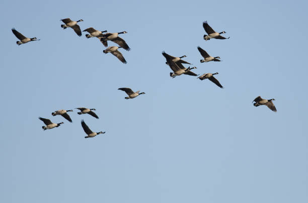 istock Flock of Canada Geese Flying in a Blue Sky 1172581846