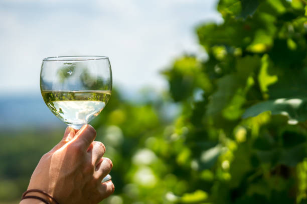 istock Glass of wine among vines 1172581857