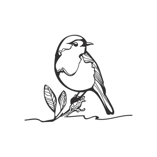 illustrazioni stock, clip art, cartoni animati e icone di tendenza di schizzo robin, illustrazione in bianco e nero - computer graphic leaf posing plant