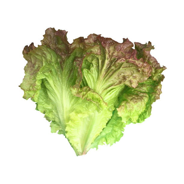 Red And Green Loose Leaf Lettuce Groceries Cut Out White Background An organic bright red and green variety of loose leaf lettuce grown on a small agriculture farm, cut out on a white background.  This is a raw food vegetable. green leaf lettuce stock pictures, royalty-free photos & images