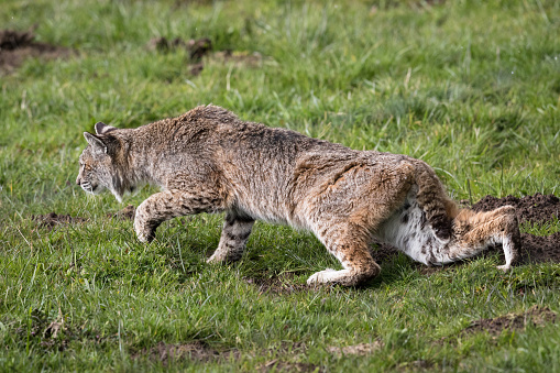 A male bobcat (lynx rufus) stealthily stalks across an open field in search of any unsuspecting prey for his next meal.