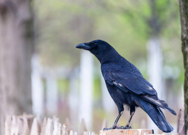 istock Black raven is sitting on a fence post 1172584633