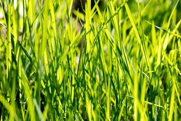 istock Grass macro background fifty megapixels fine prints art high quality 1172585967
