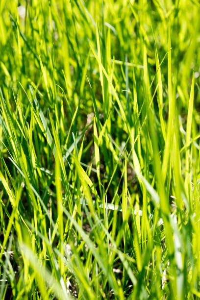 istock Grass macro background fifty megapixels fine prints art high quality 1172585997