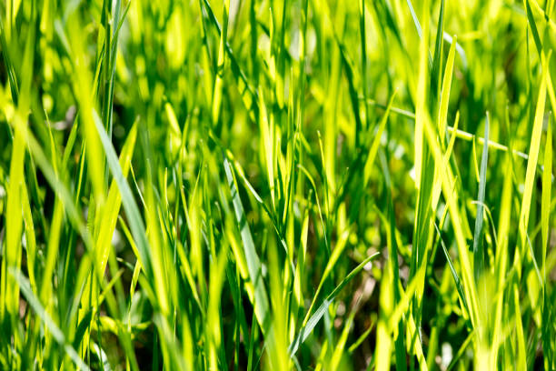 istock Grass macro background fifty megapixels fine prints art high quality 1172586000