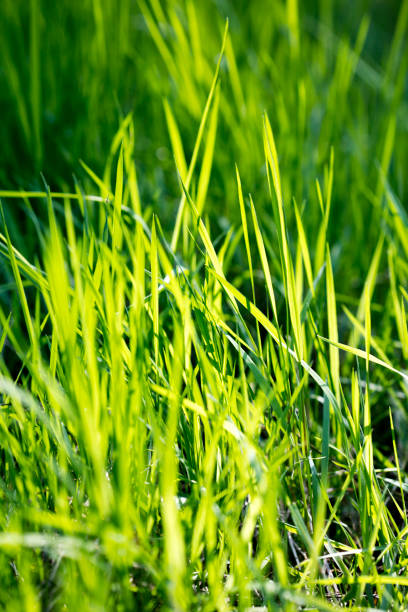 istock Grass macro background fifty megapixels fine prints art high quality 1172586009