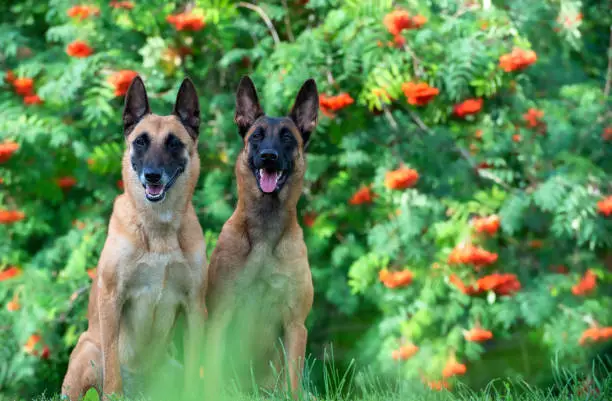 Photo of Adult Belgian Shepherd and Malinois puppy on the background of ripe red rowan bushes