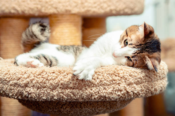 istock Outbred kitten lies basking on a cat bed 1172587479