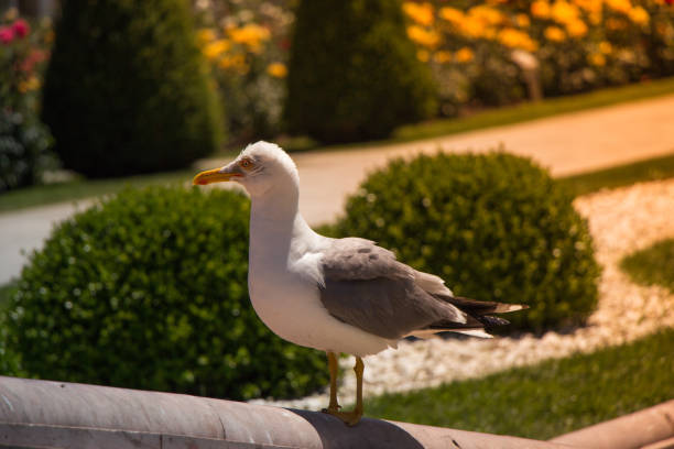 istock Single seagull as a wild sea bird in view 1172588414