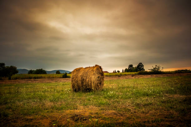 harvested straw field with hay bale on agriculture field - wheat sunset bale autumn imagens e fotografias de stock